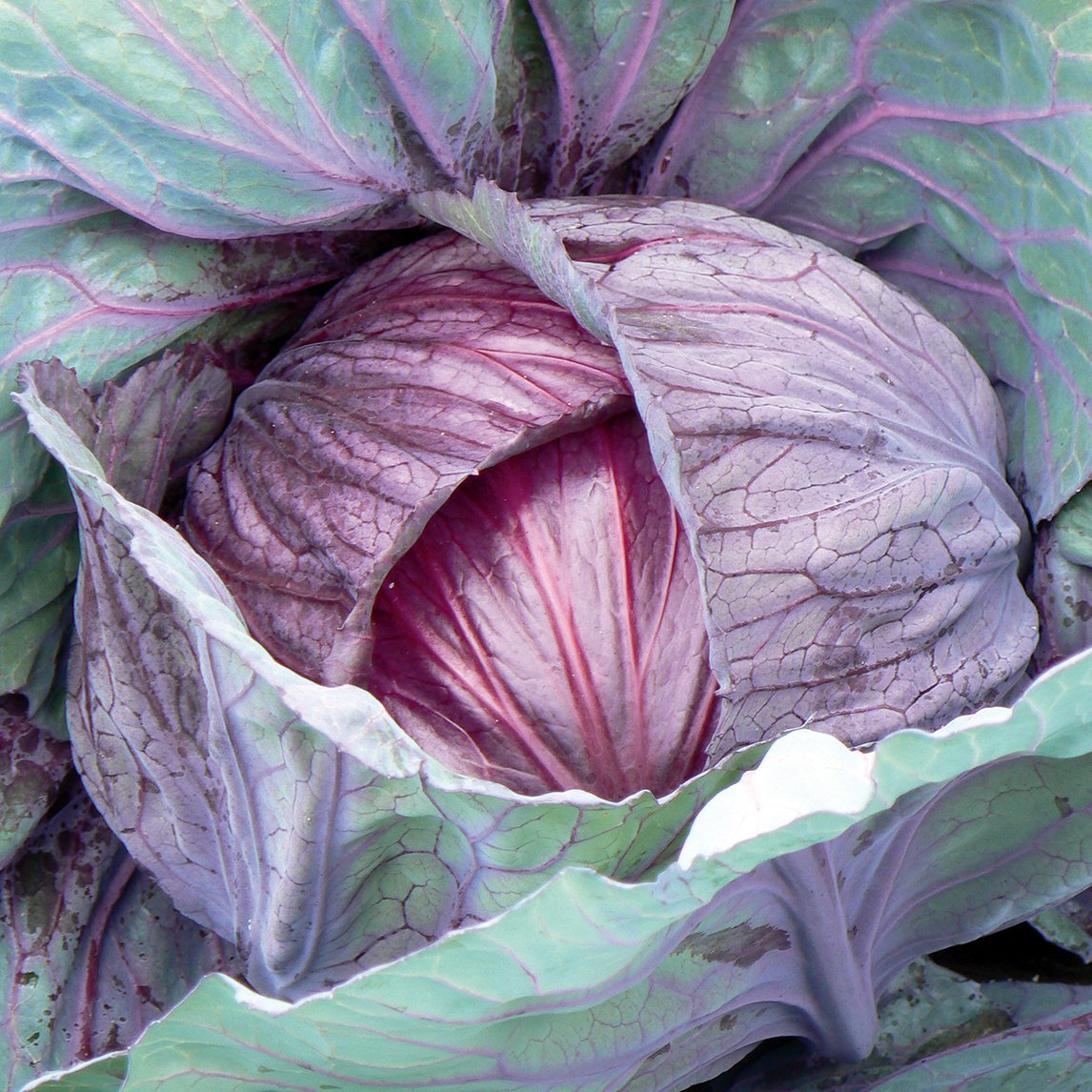 Cabbage 'Red Drumhead'