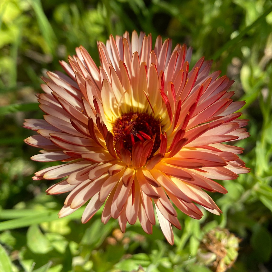 Calendula ‘Orange Flash’
