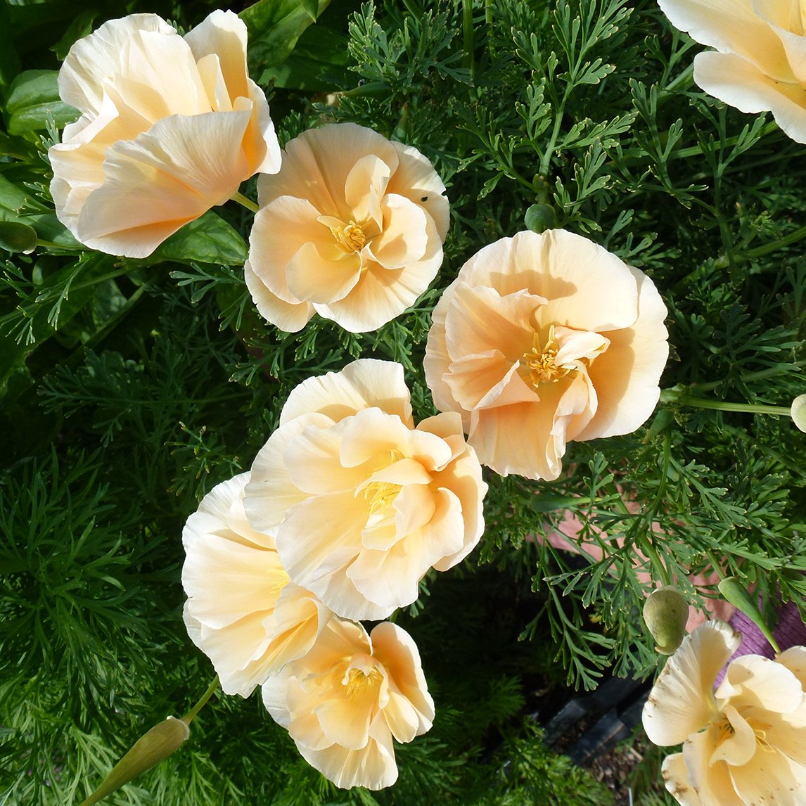 Californian Poppy ‘Peach Sorbet’