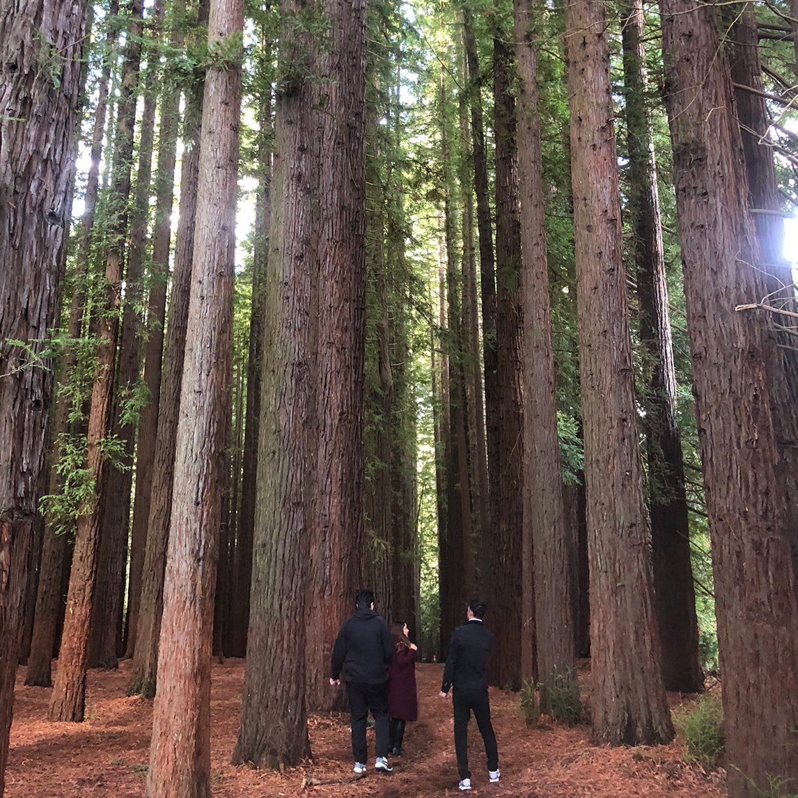 Californian Redwood