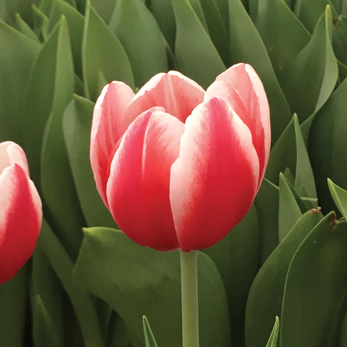 Candy Cane Triumph Tulip Collection (20 Bulbs)