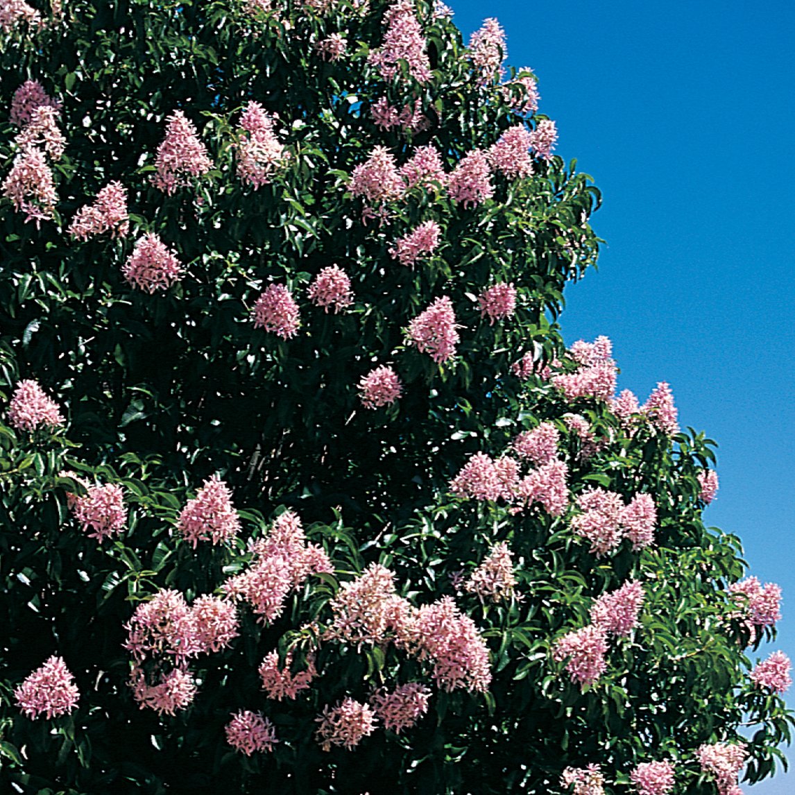 Cape Chestnut 'Pink'