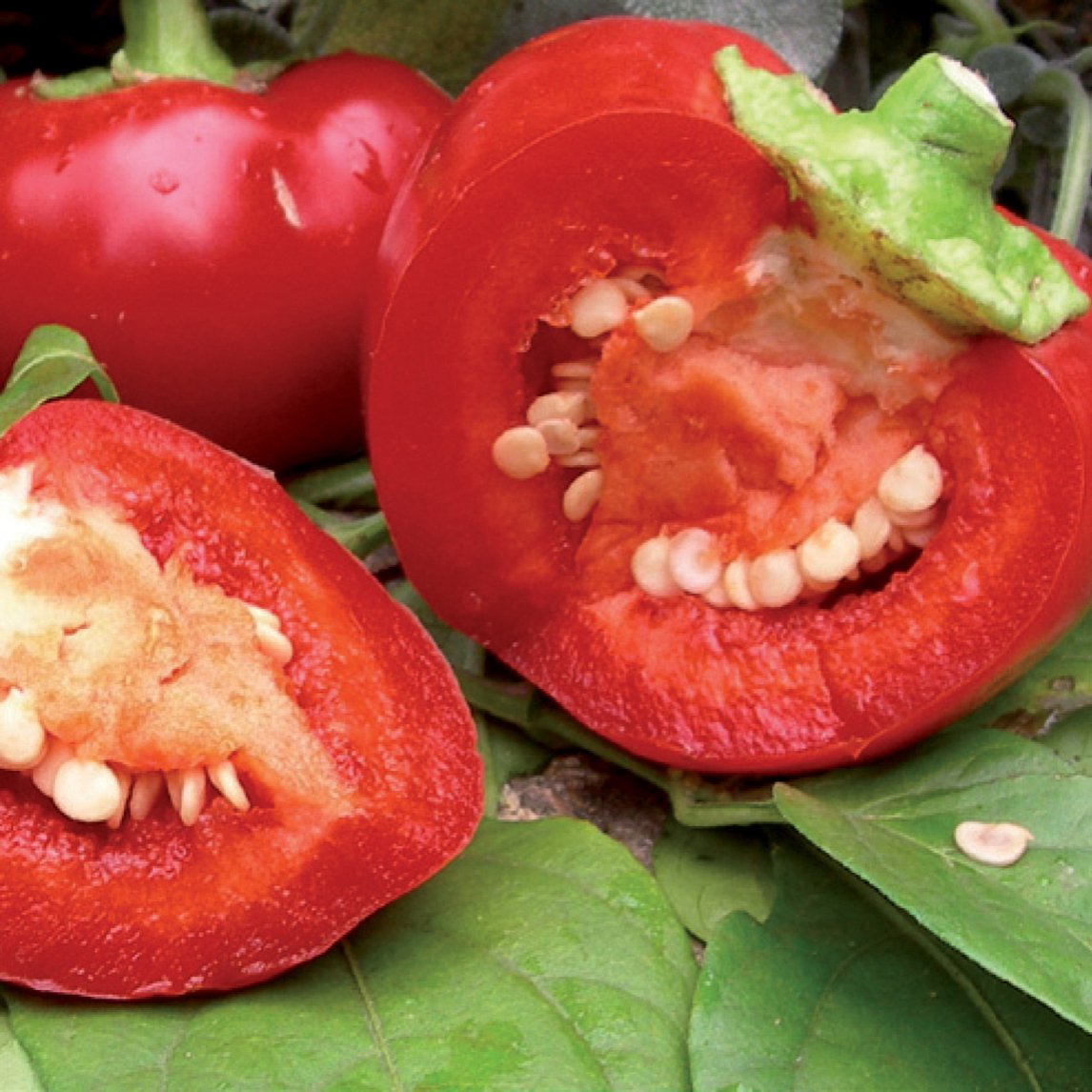 Capsicum 'Alma Paprika' Organic