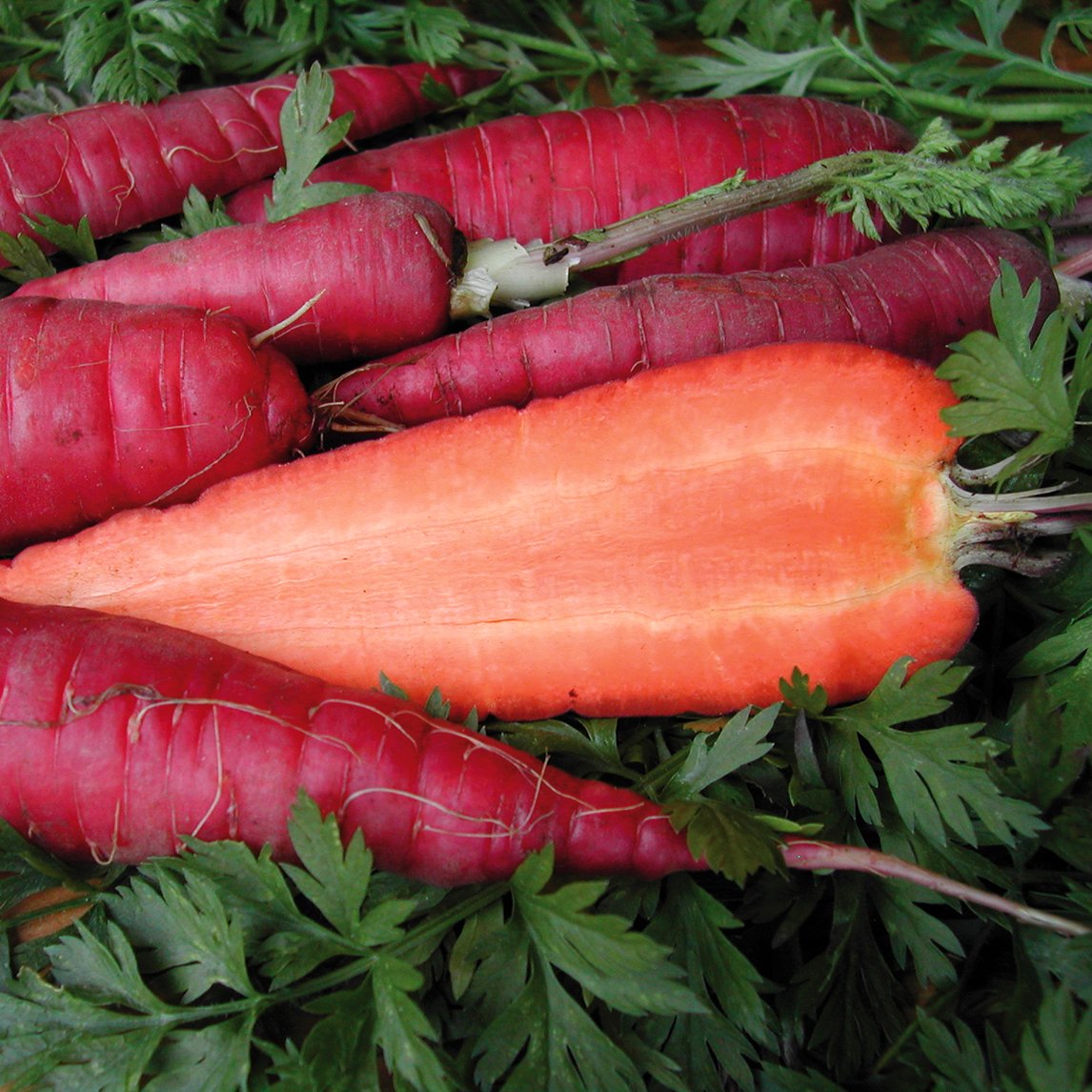 Carrot 'Purple Dragon'