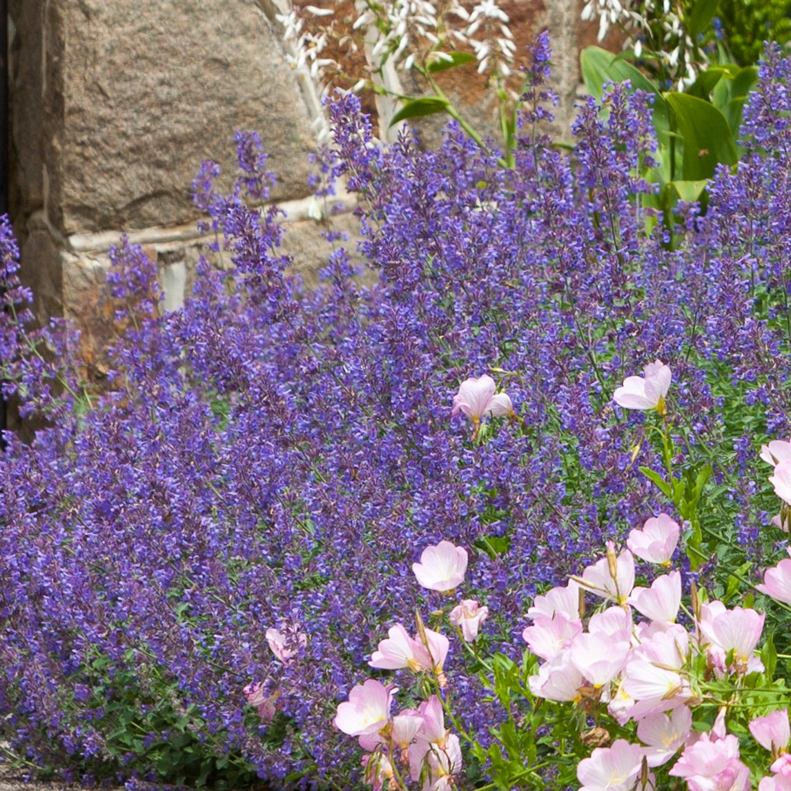 Catmint 'Walker's Low'