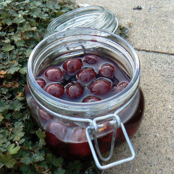 Sour Cherry 'Morello' The Diggers Club