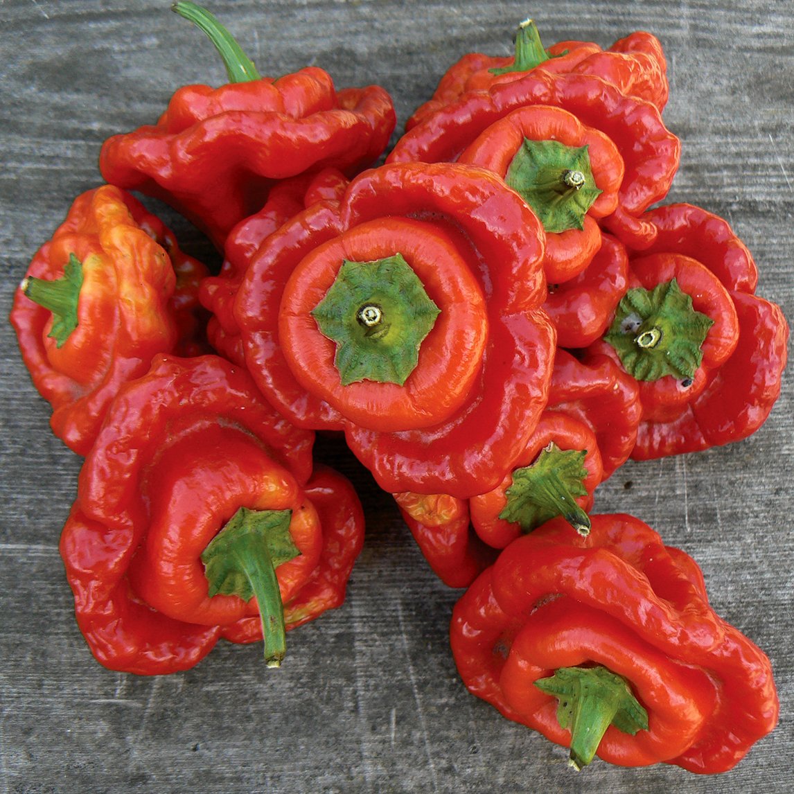 Chilli 'Red Cap Mushroom' (Organic)