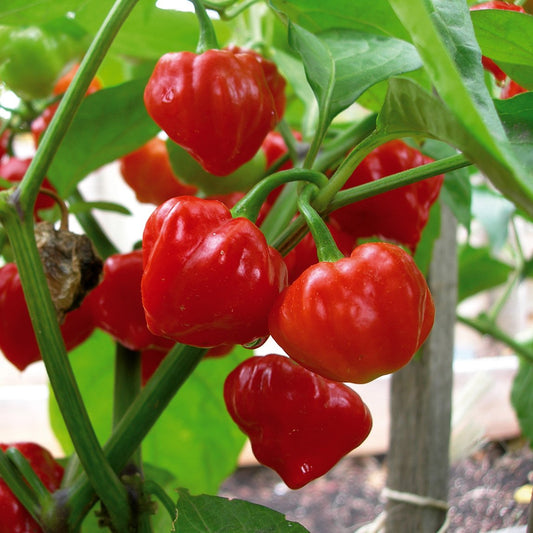 Chilli 'Tobago Seasoning'