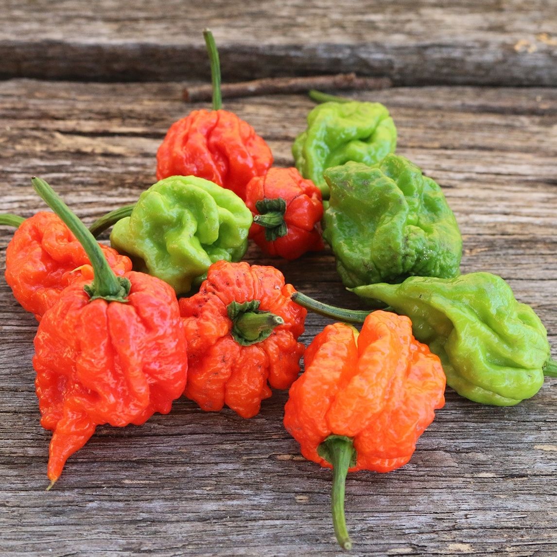Chilli 'Carolina Reaper'