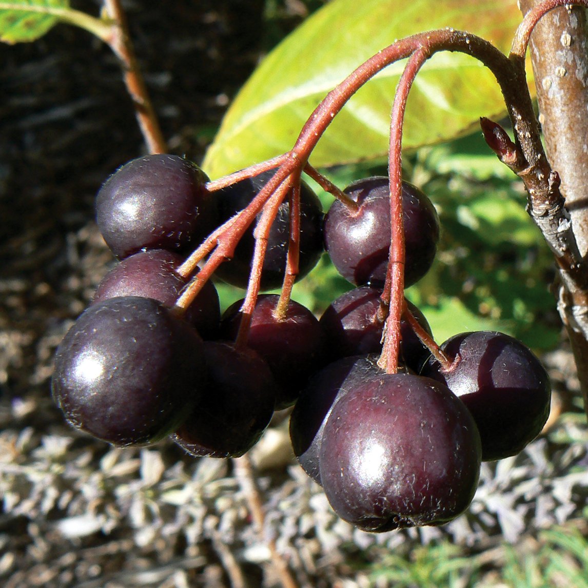 Chokeberry 'Black'
