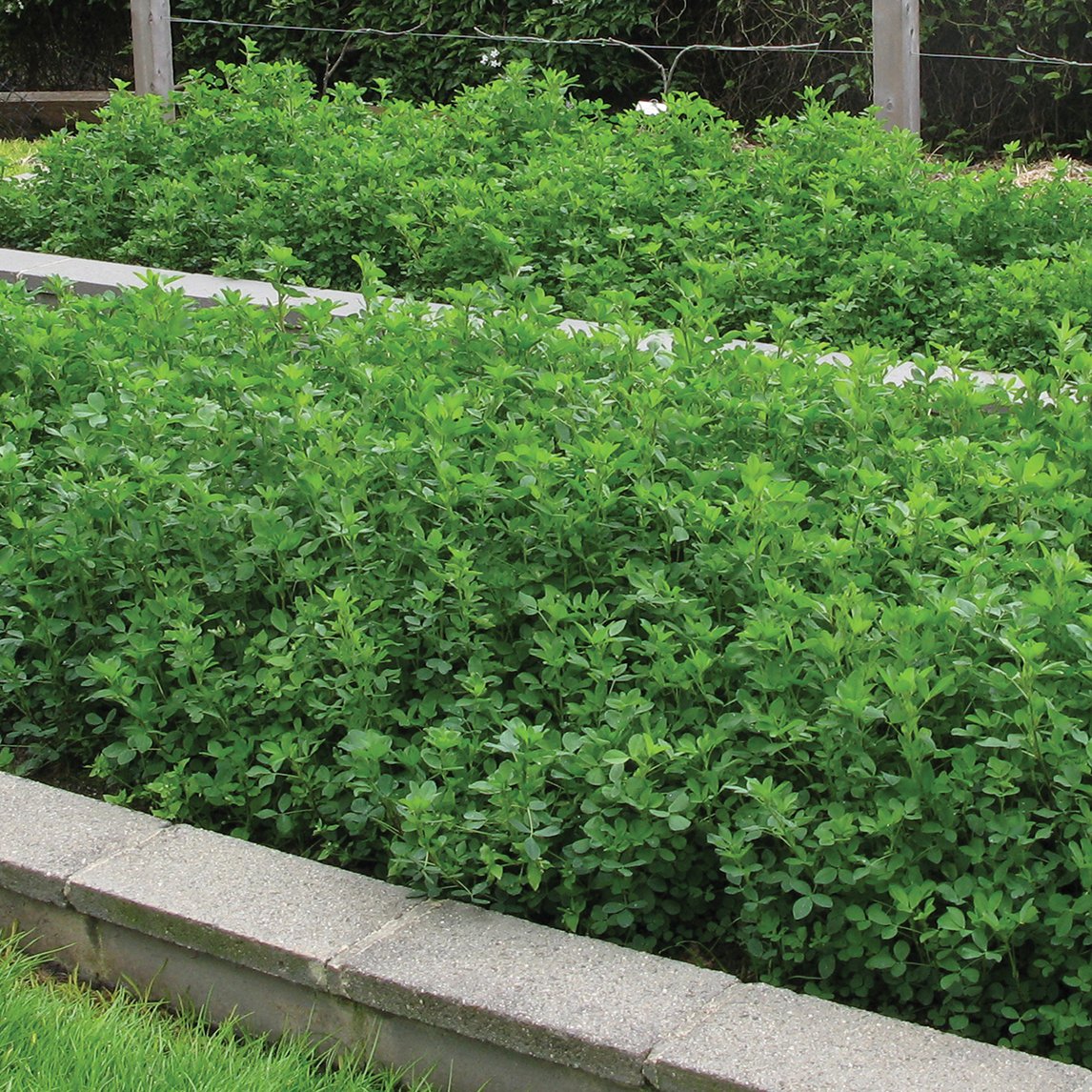 Green Manure and Clover Kit