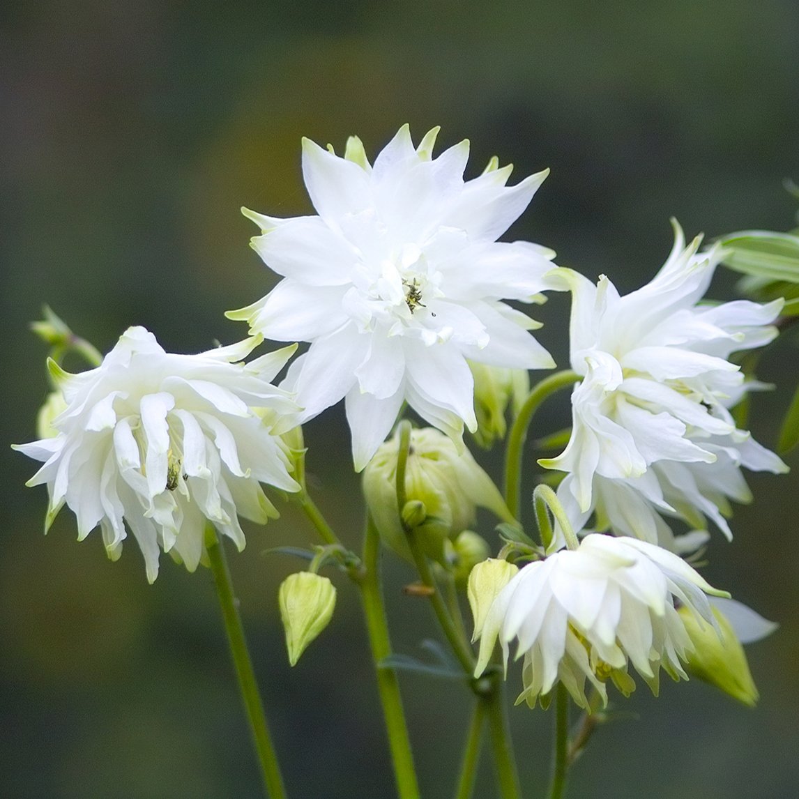 Columbine 'White Barlow'