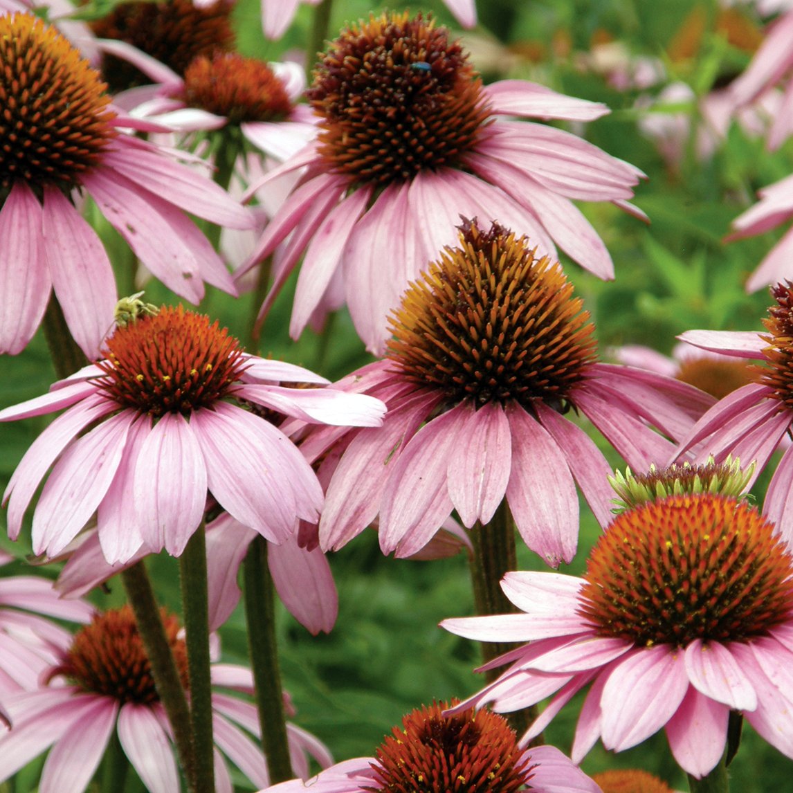 Echinacea 'Purple'