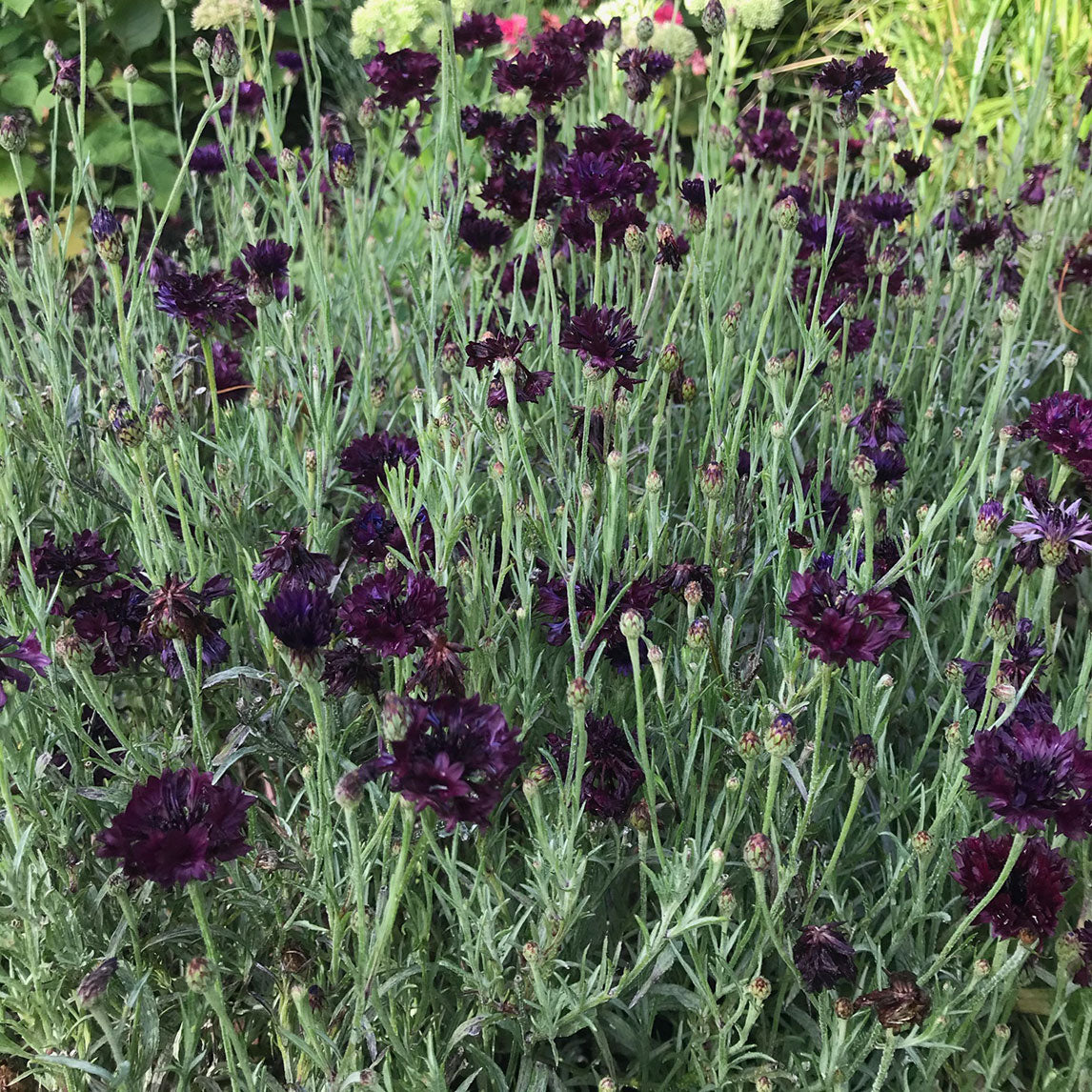 Cornflower 'Black Ball'