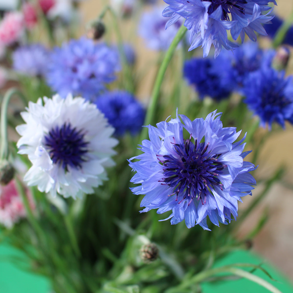 Cornflower 'Classic Fantastic'