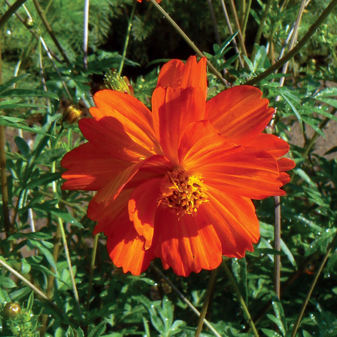 Cosmos 'Diablo'