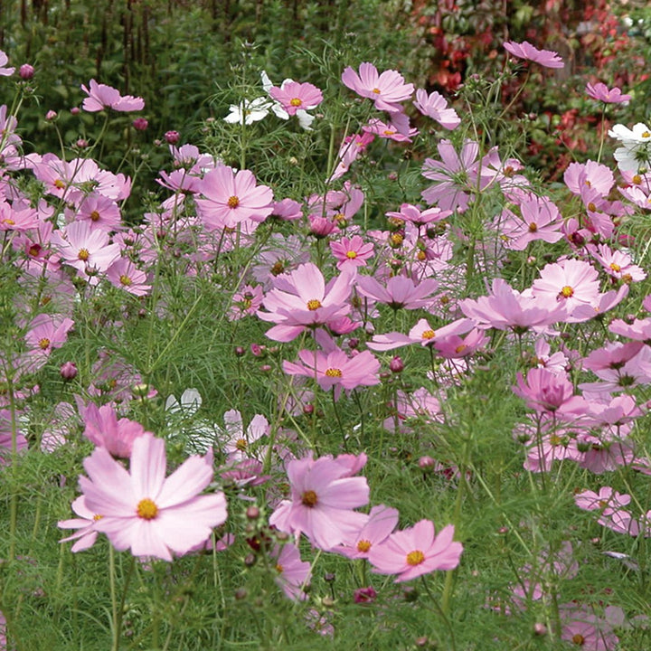 Cosmos 'Pinkie'