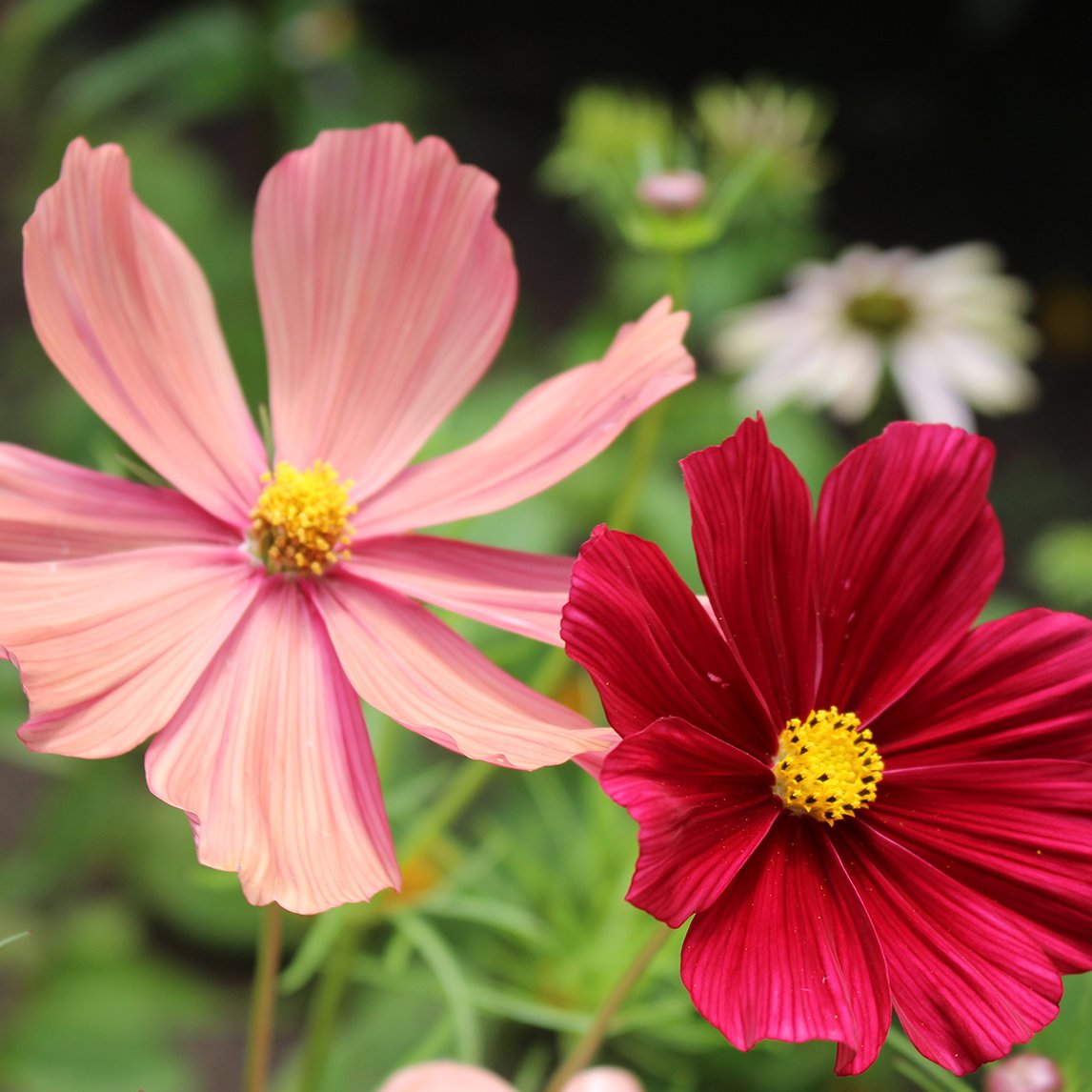 Cosmos ‘Rubenza’