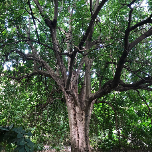Crow's Ash