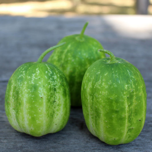 Cucumber 'Richmond Green Apple'