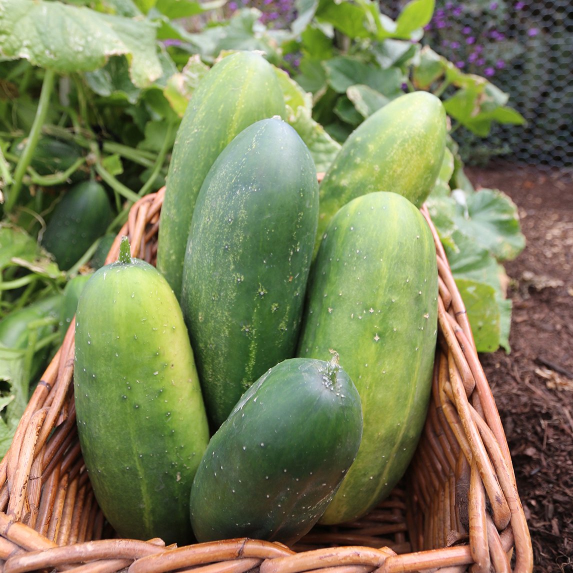 Cucumber 'Spacemaster' (Organic)