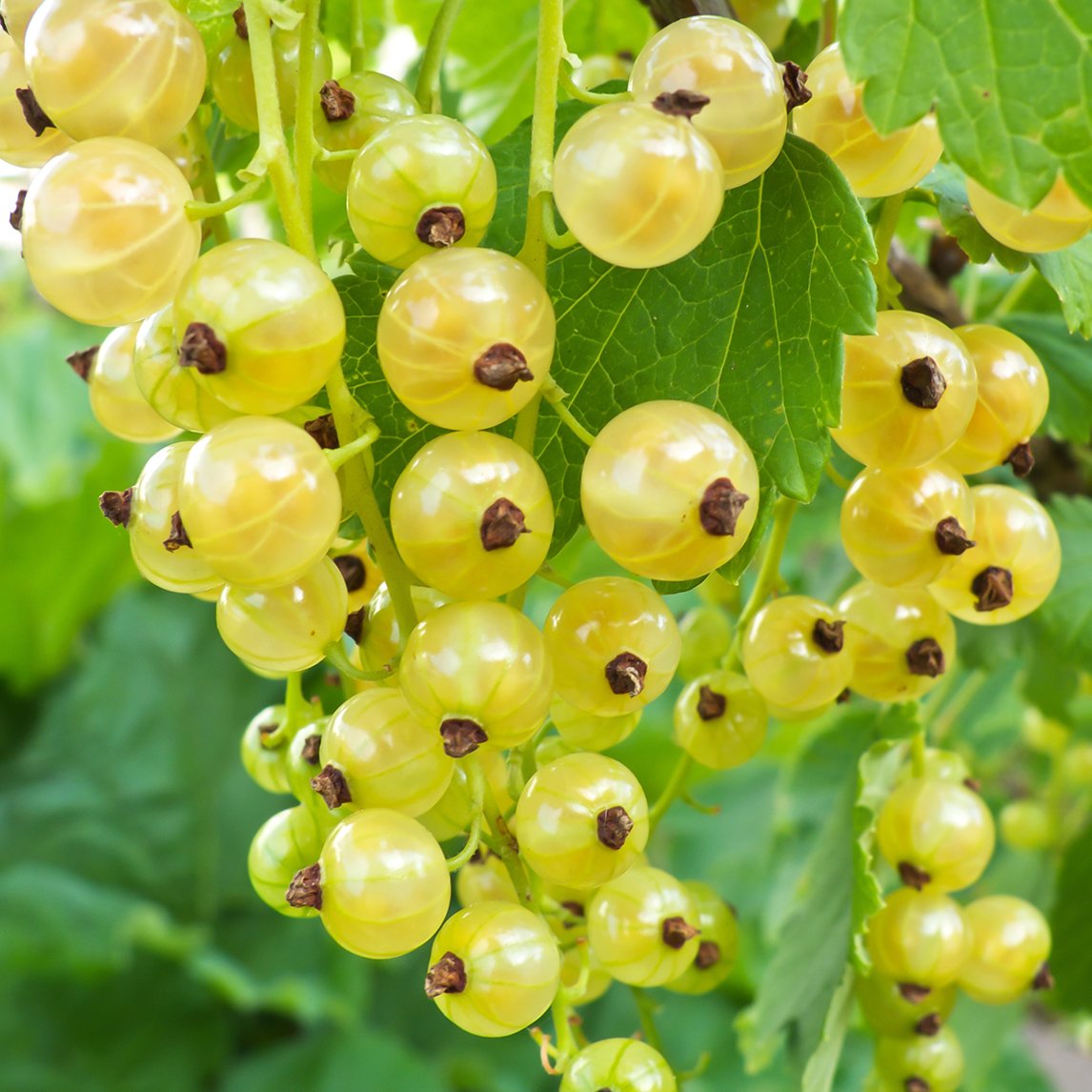 White Currant