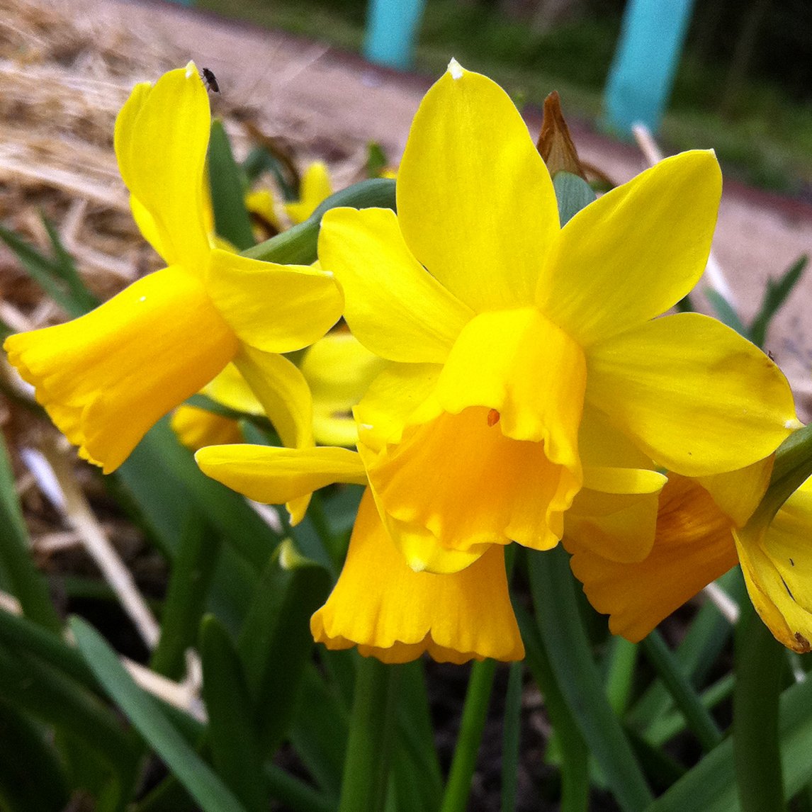 Daffodil 'Tete-A-Tete'