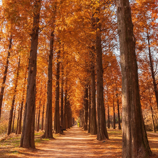 dawn_redwood_wmegl