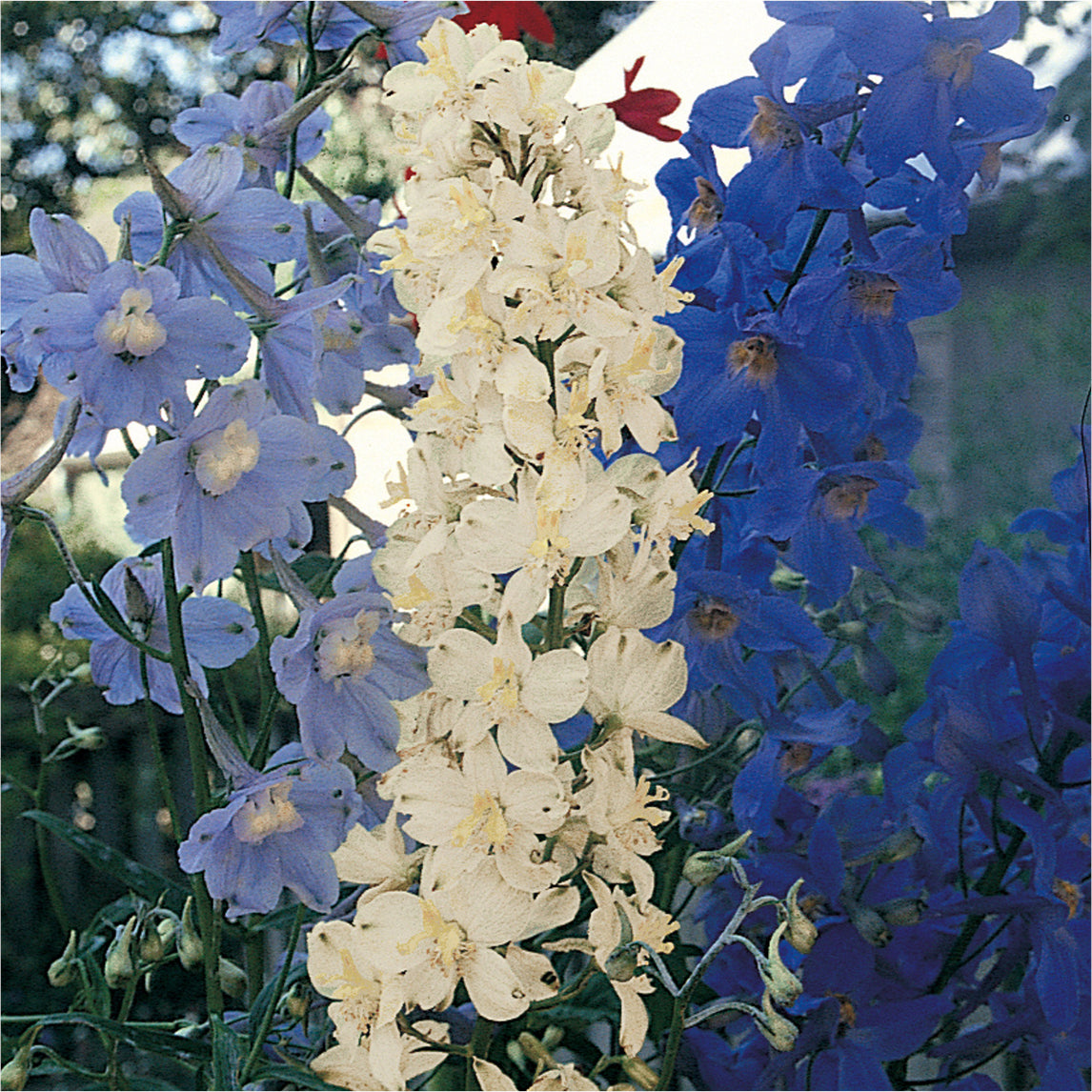 Delphinium Butterfly Mix