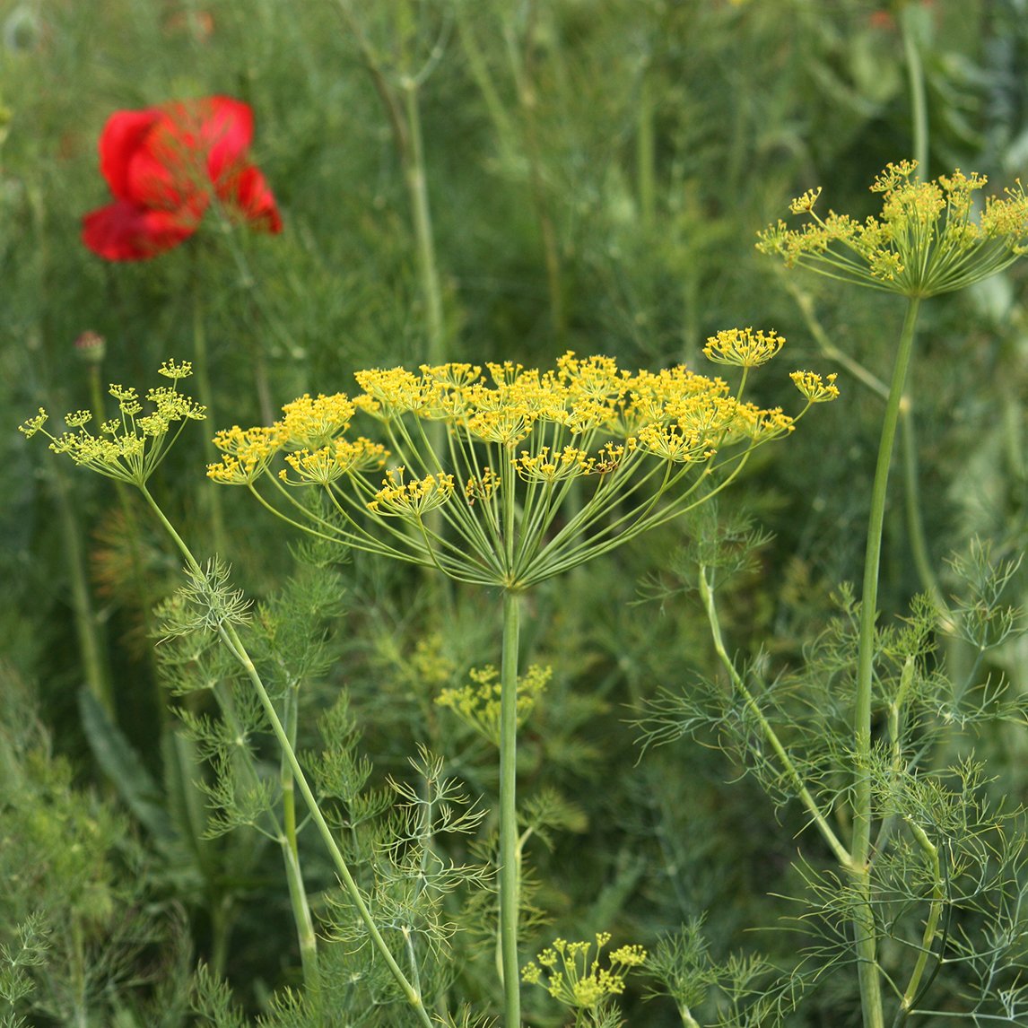 Dill 'Bouquet' (Organic)