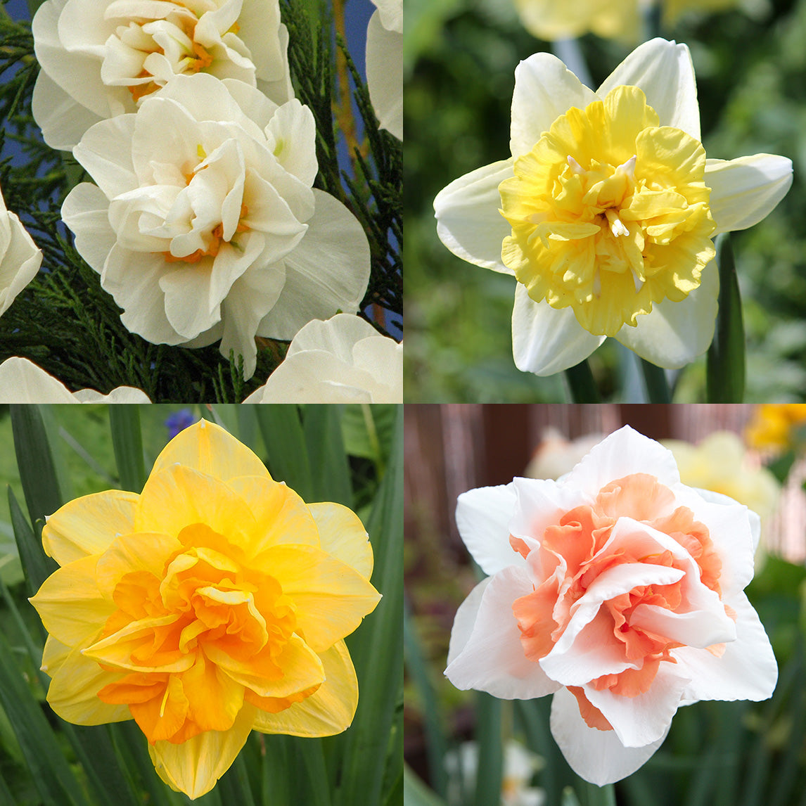Double Daffodil Collection (40 Bulbs)