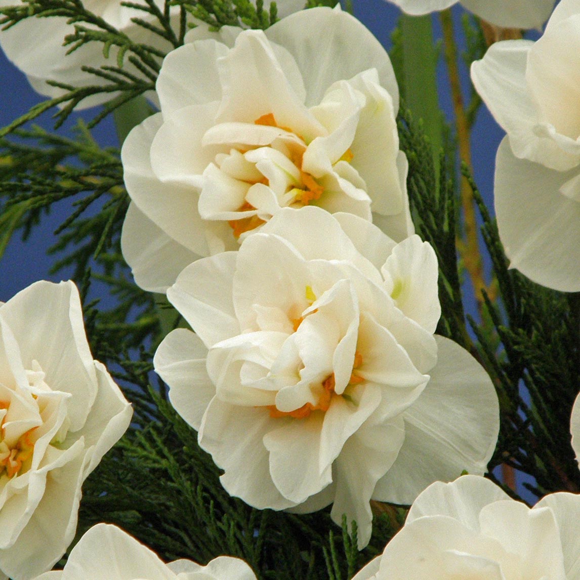 Double Daffodil Collection (40 Bulbs)