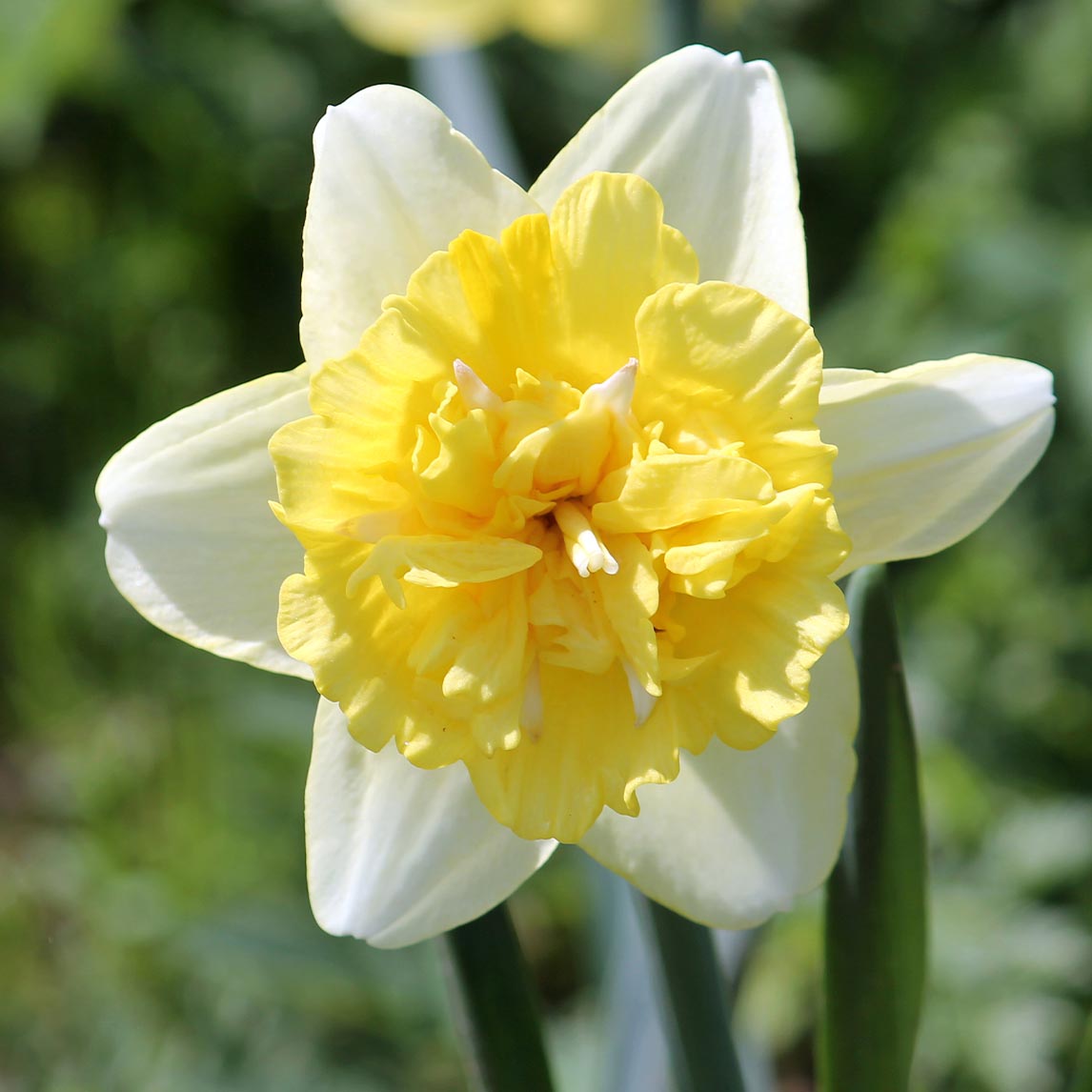 Double Daffodil Collection (40 Bulbs)
