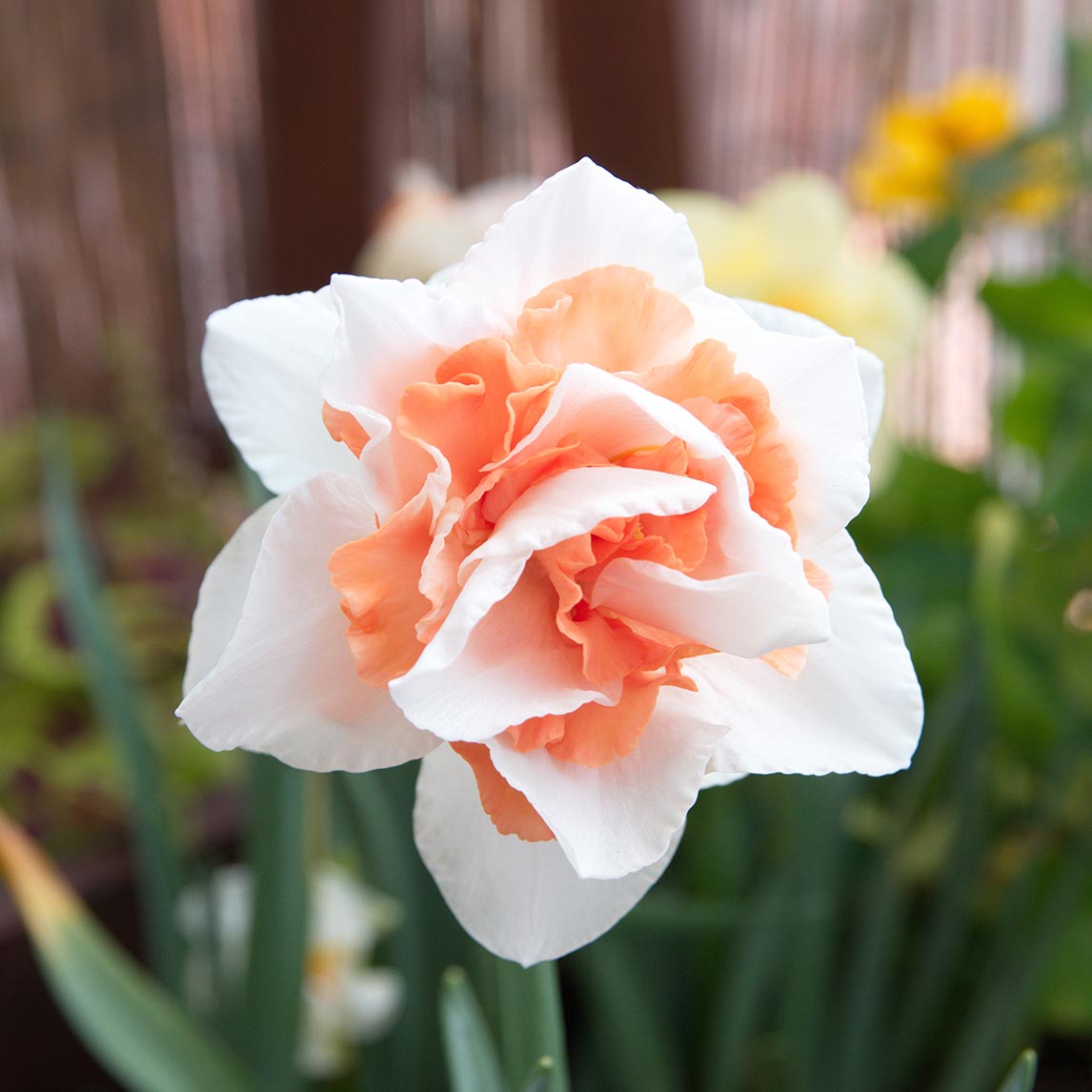 Double Daffodil Collection (40 Bulbs)