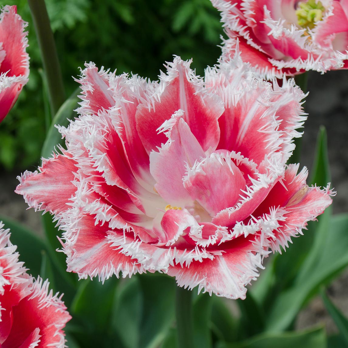 Double Fringed Tulip 'Queensland'