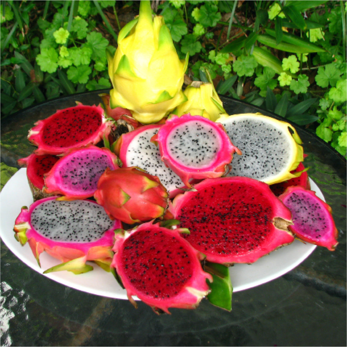 Dragon Fruit 'Magenta'