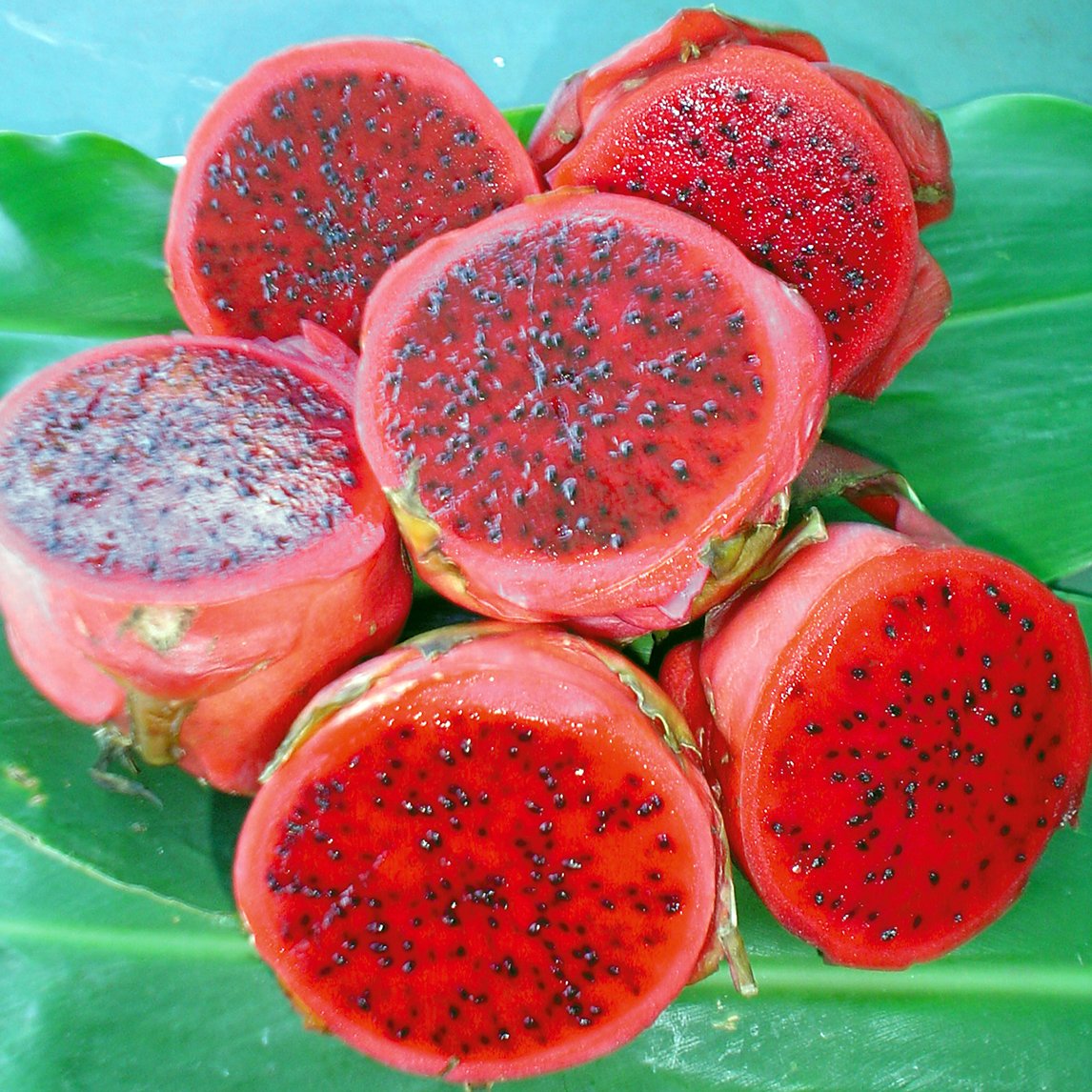 Dragon Fruit 'Red'