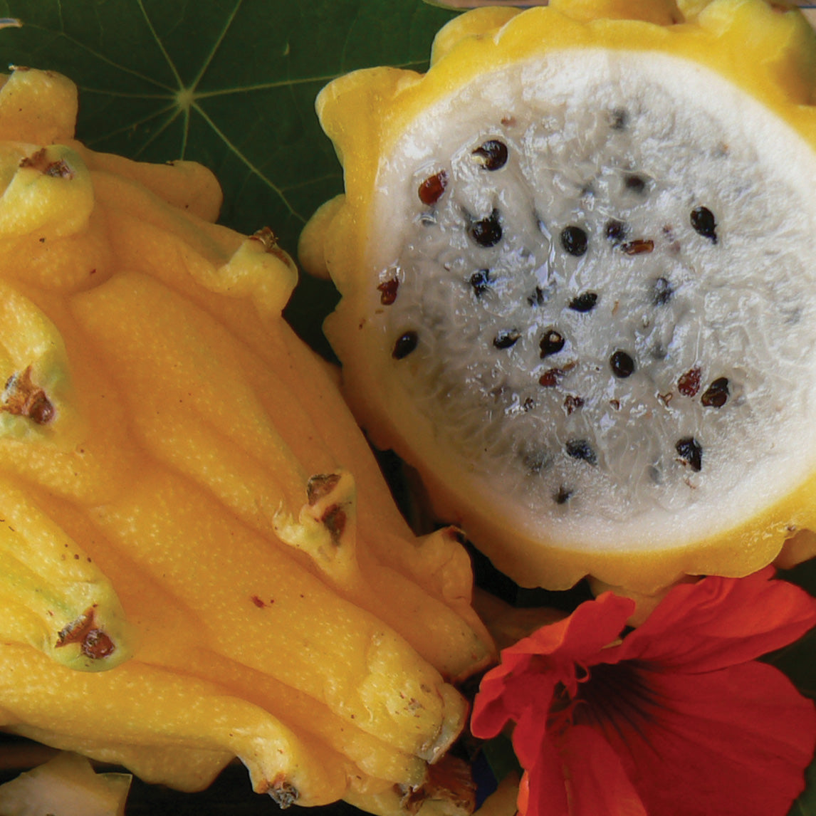 Dragon Fruit 'Yellow'