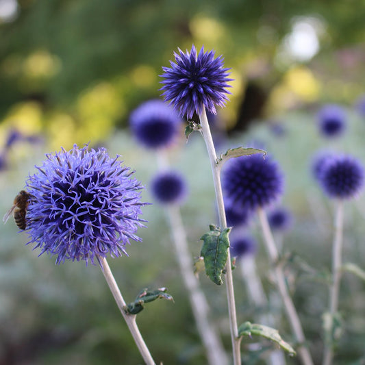 Echinops āRitro Blueā