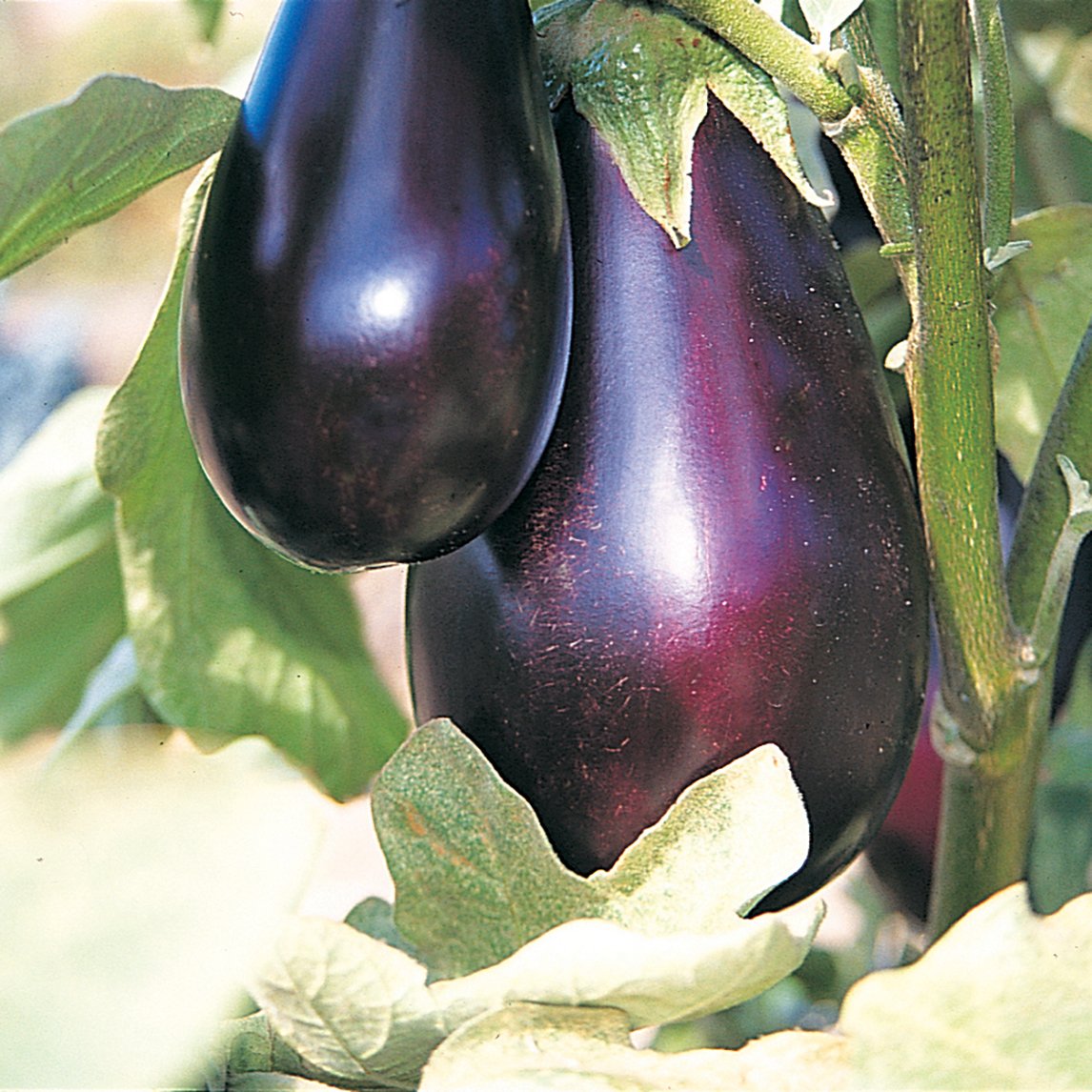 Eggplant 'Long Purple' (Organic)