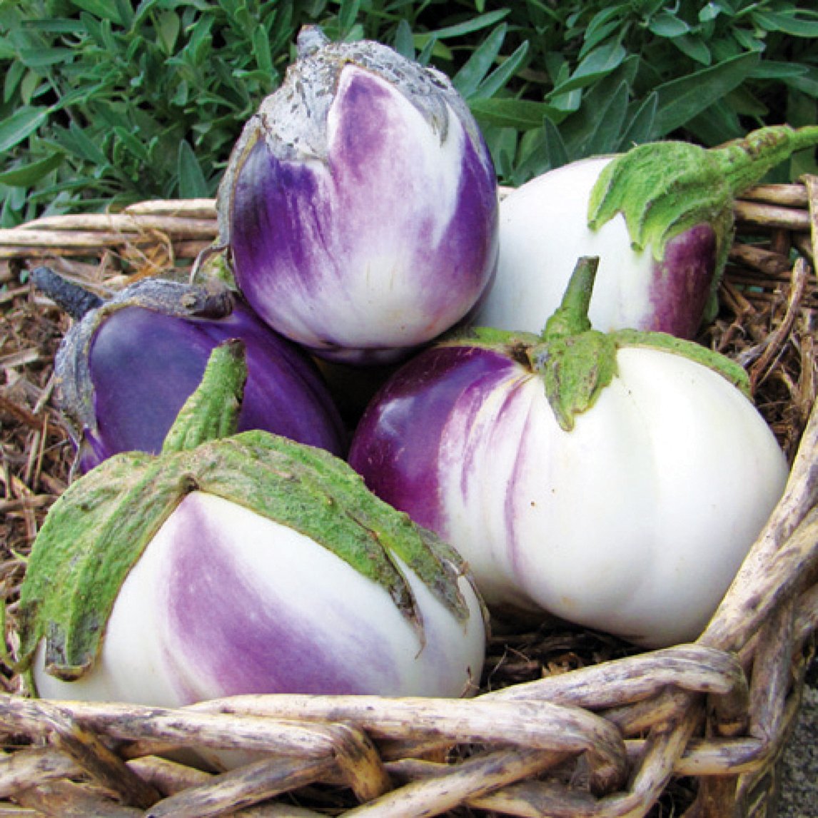 Eggplant 'Rosa Bianca' (Organic)