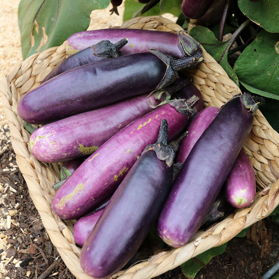 Eggplant 'Slim Jim'
