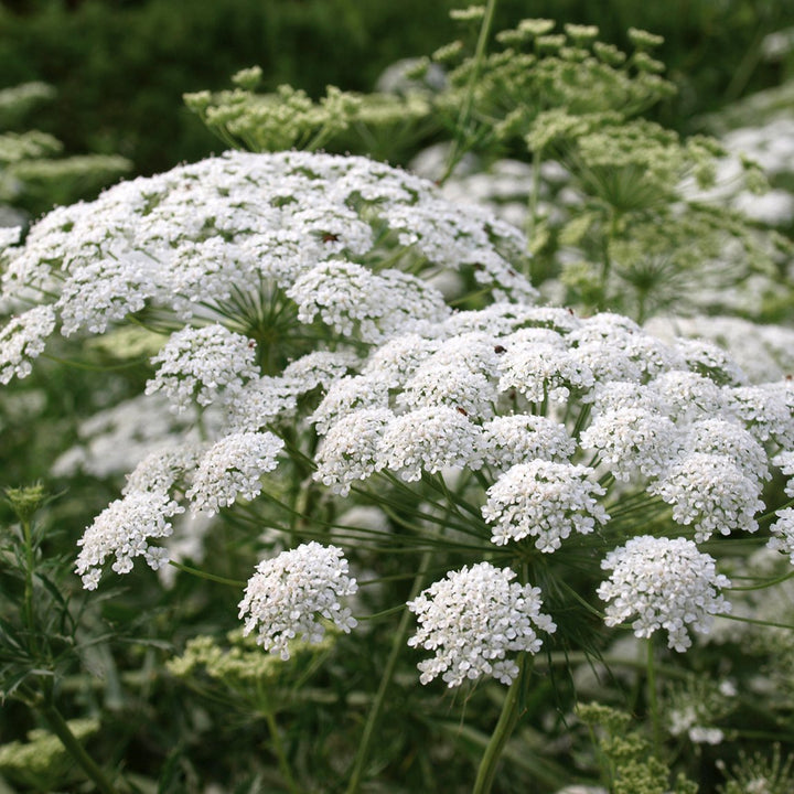 False Queen Anne's Lace