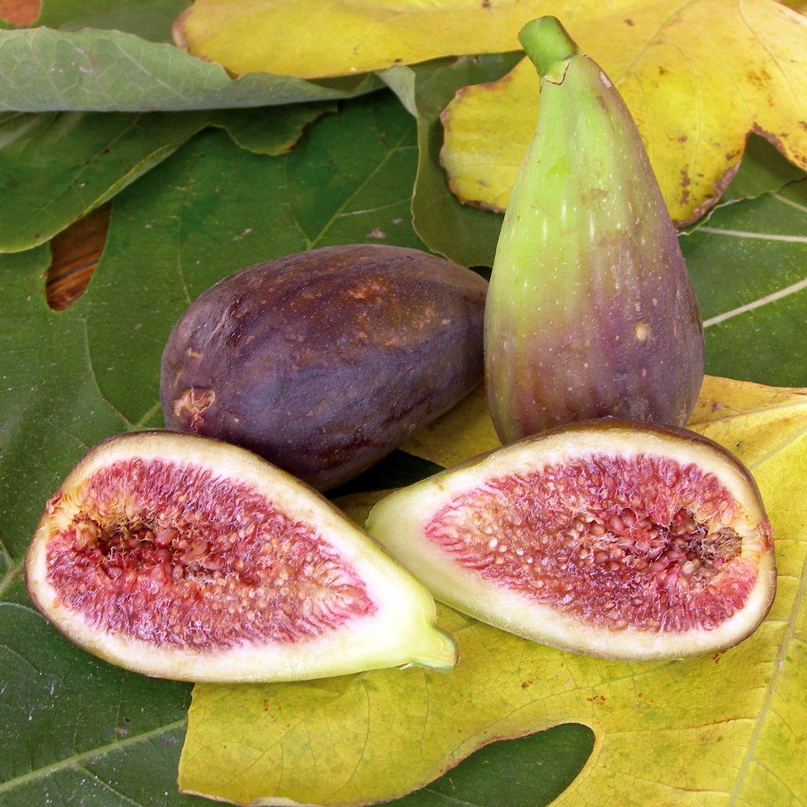 Fig 'Brown Turkey'