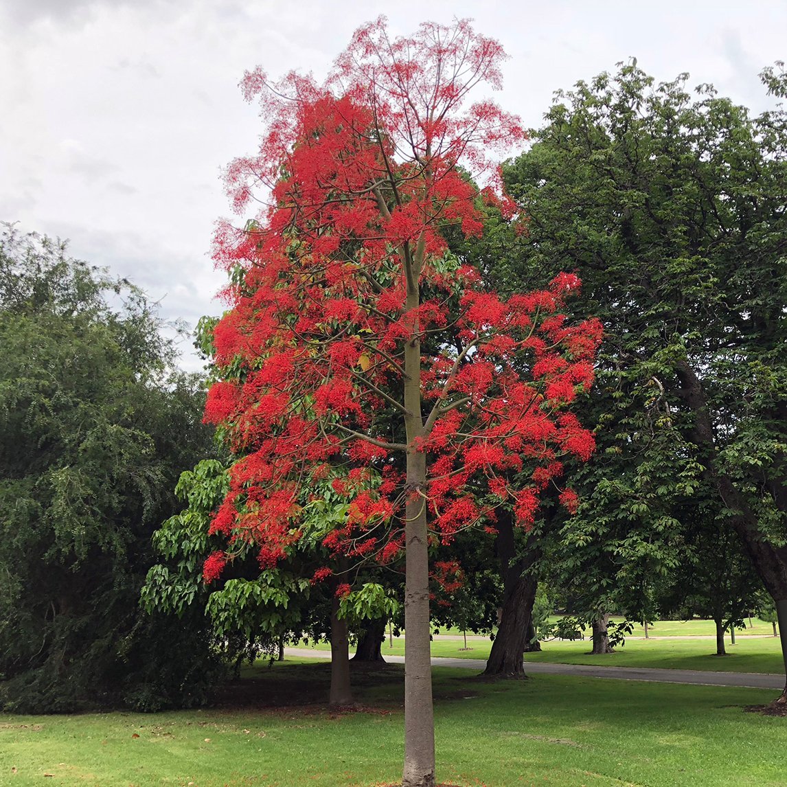 Flame Tree