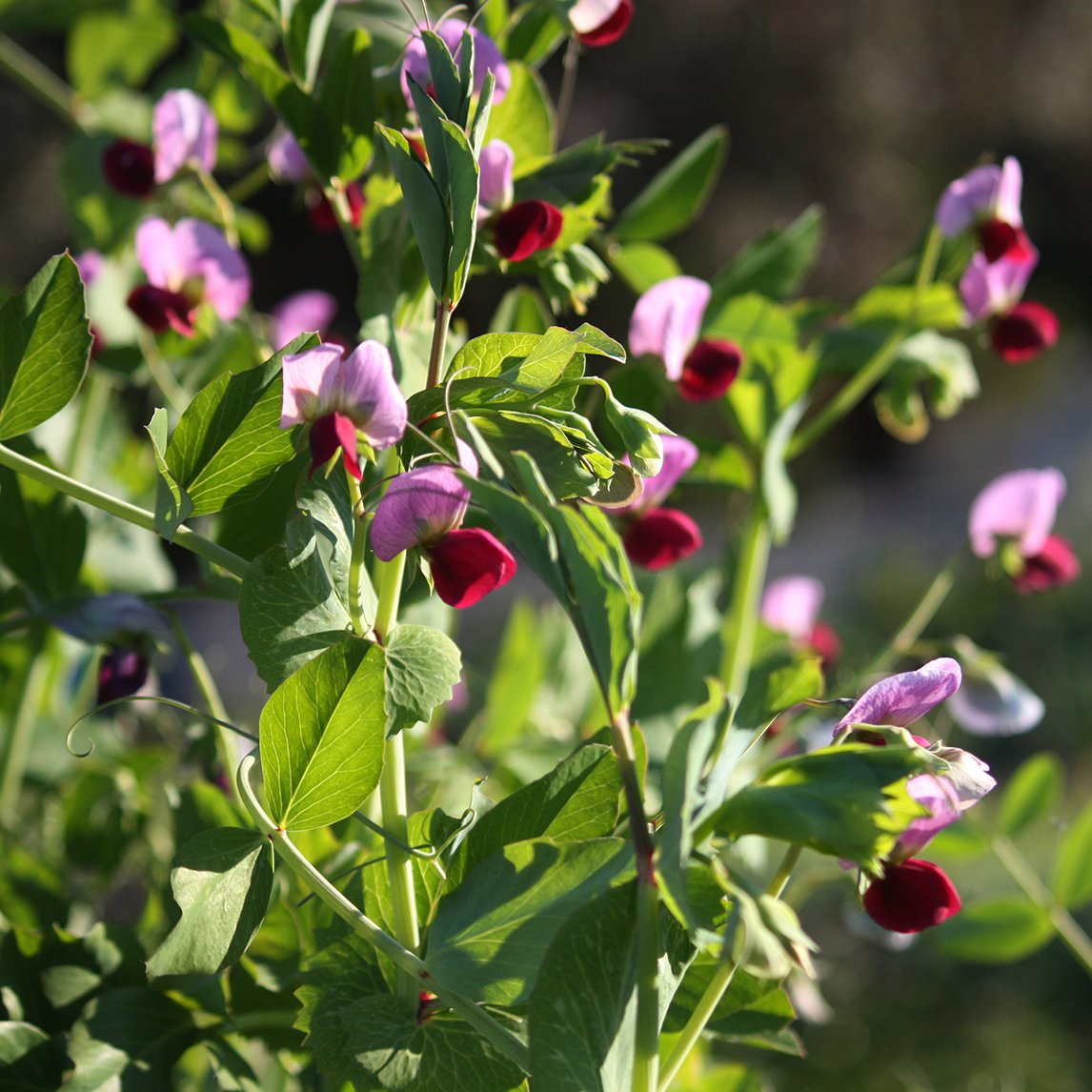 Pea 'Franks' Pea' (C. 1853) (Organic)