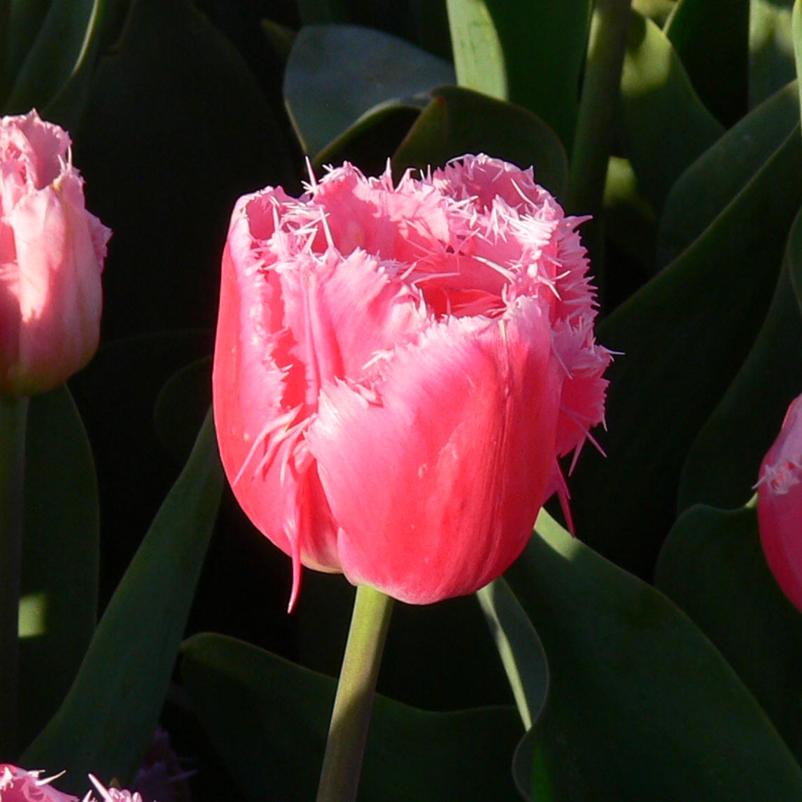 Fringed Tulip Collection (30 Bulbs)