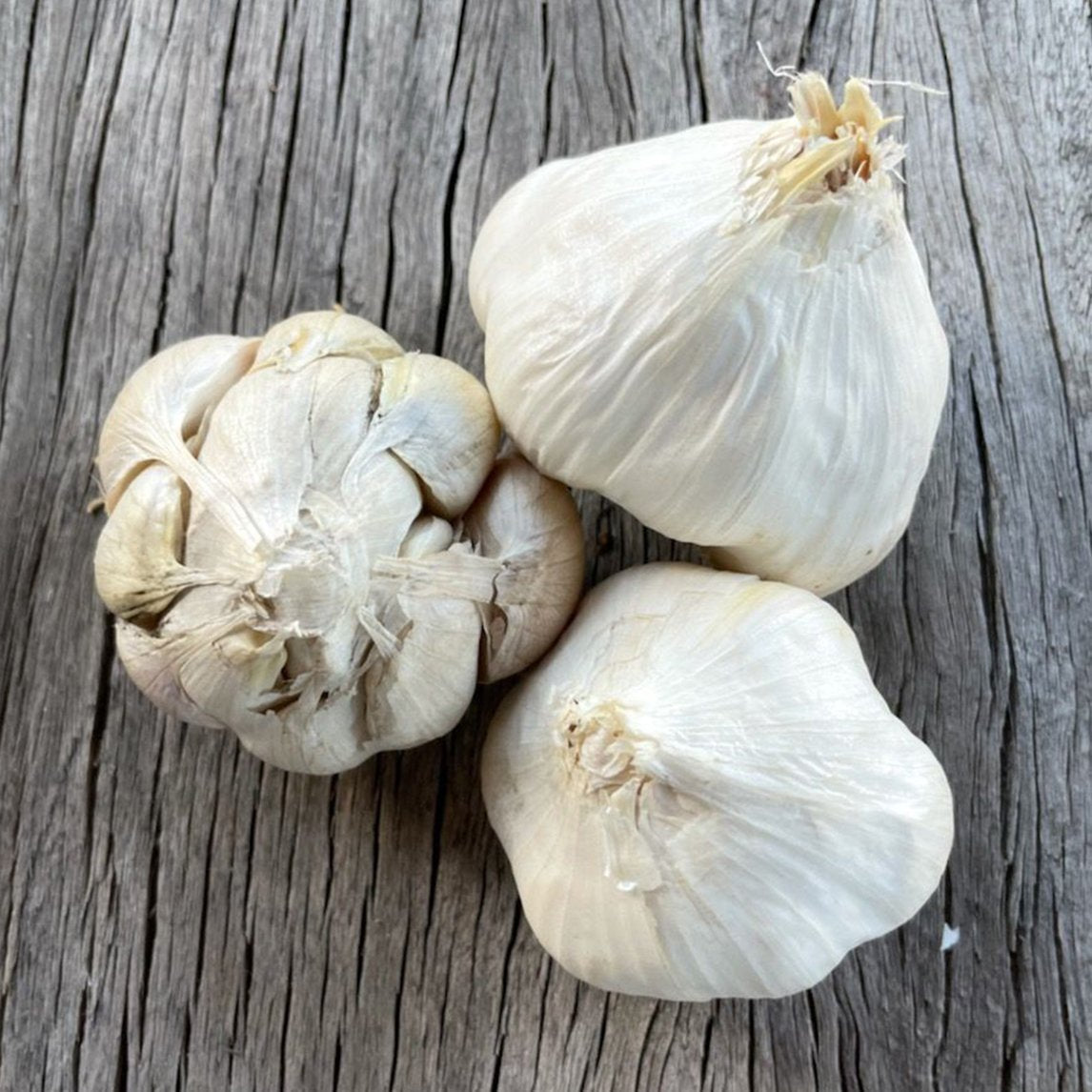 Garlic 'California Late' (2 Heads)