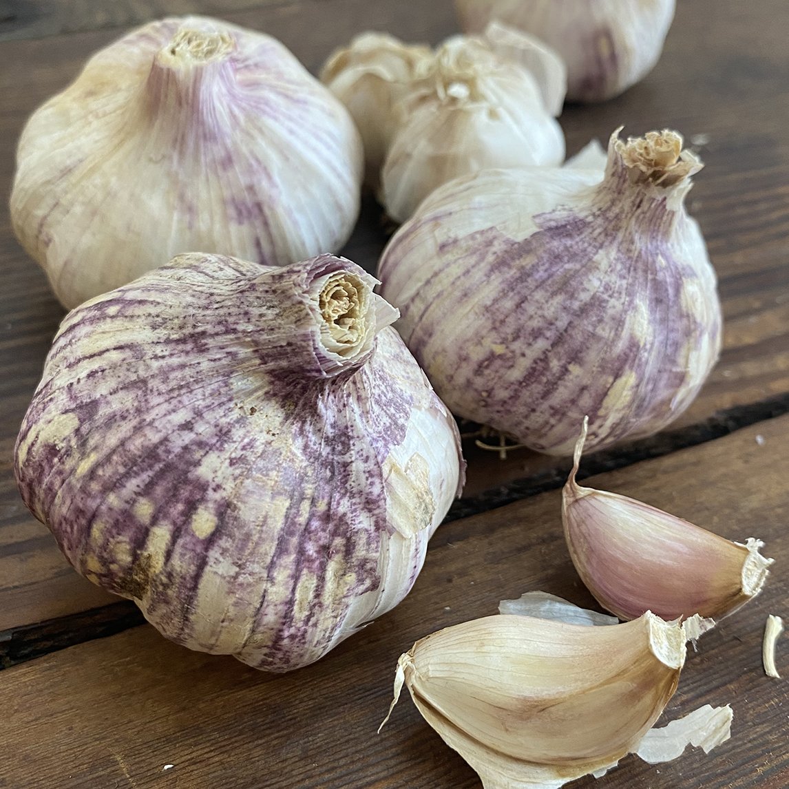 Garlic 'El Camino' (2 Heads)