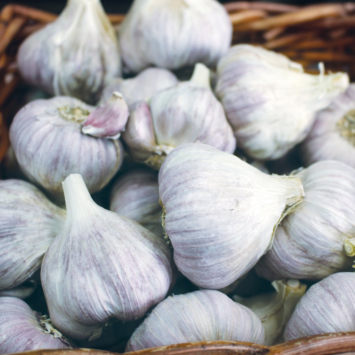 Garlic 'Italian Late' (2 Heads)